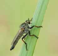 Machimus atricapillus