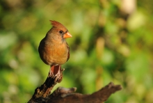 Northern Cardinal -Card...