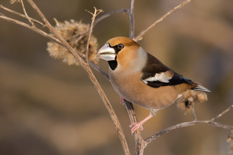 roman53 - . . Zdjęcie 289499