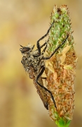 .Robber Fly.
