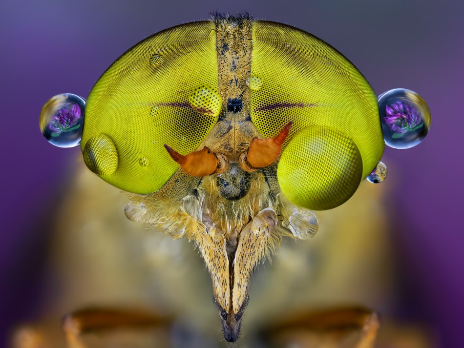 Atylotus rusticus.. . Zdjęcie 339897