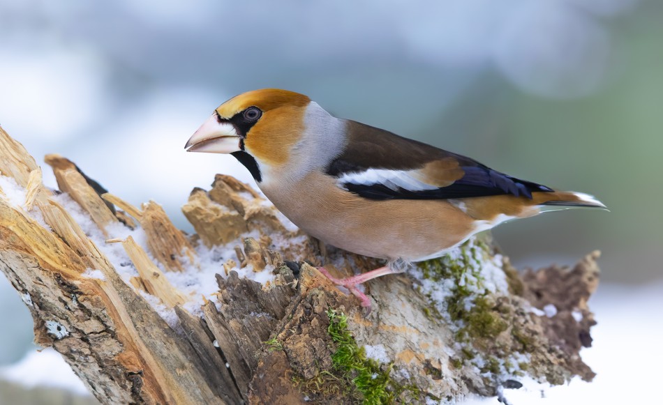 roman53 - Grubodziób. . Zdjęcie 338087