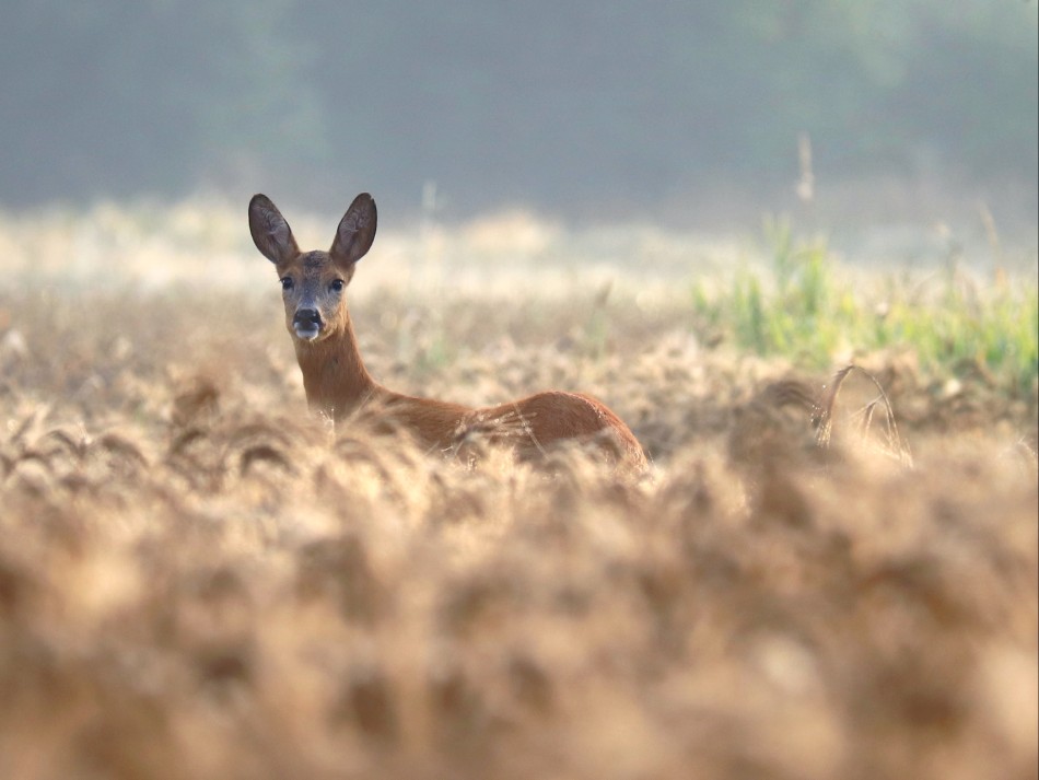 I co tak patrzysz? . . Zdjęcie 338419