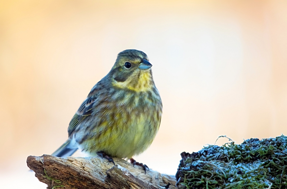 roman53 - . . Zdjęcie 296798