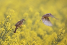 Ortolan