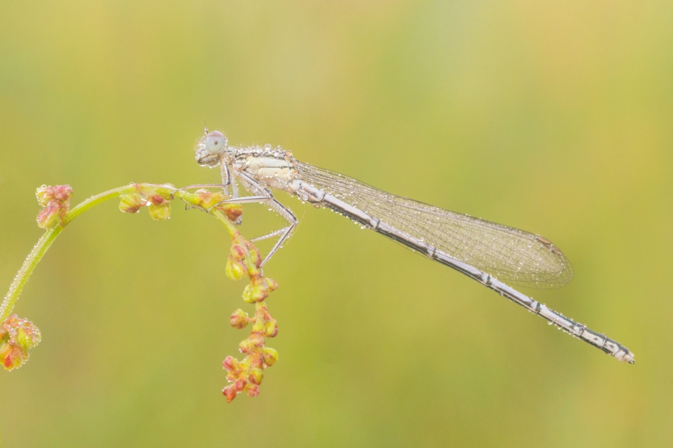 radson_foto - ważka (Odonata). . Zdjęcie 289206