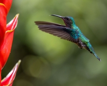 Hummingbirds