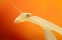 ,Miomantis paykullii.