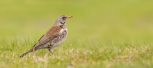  Kwiczoł (Turdus pilaris)
