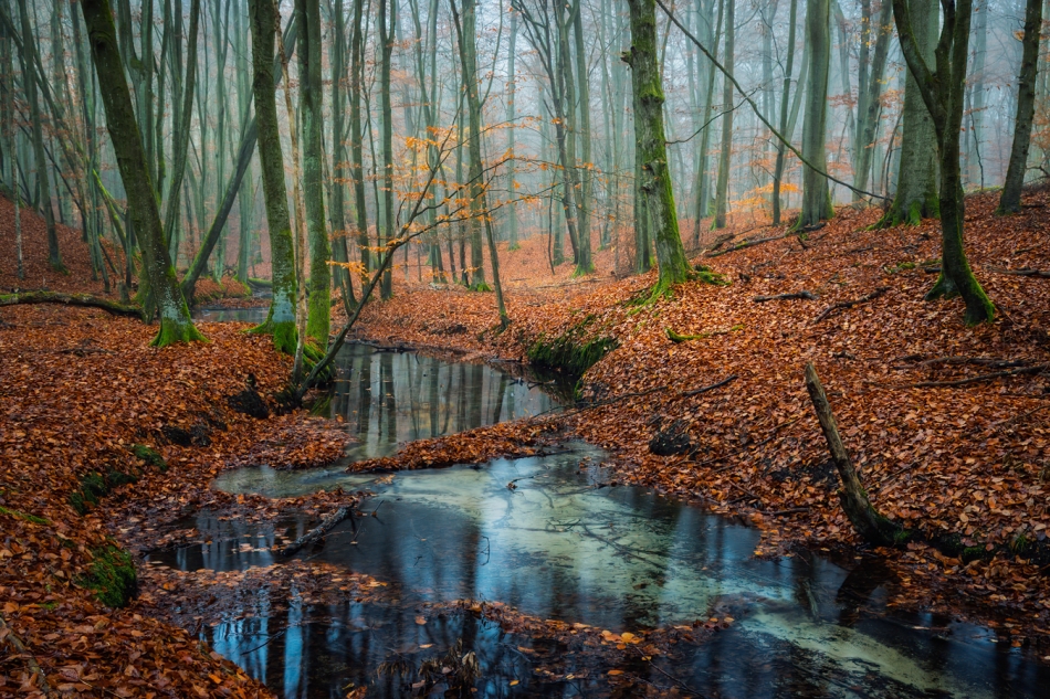 Listopad w lesie. PE Proszę. Zdjęcie 336793