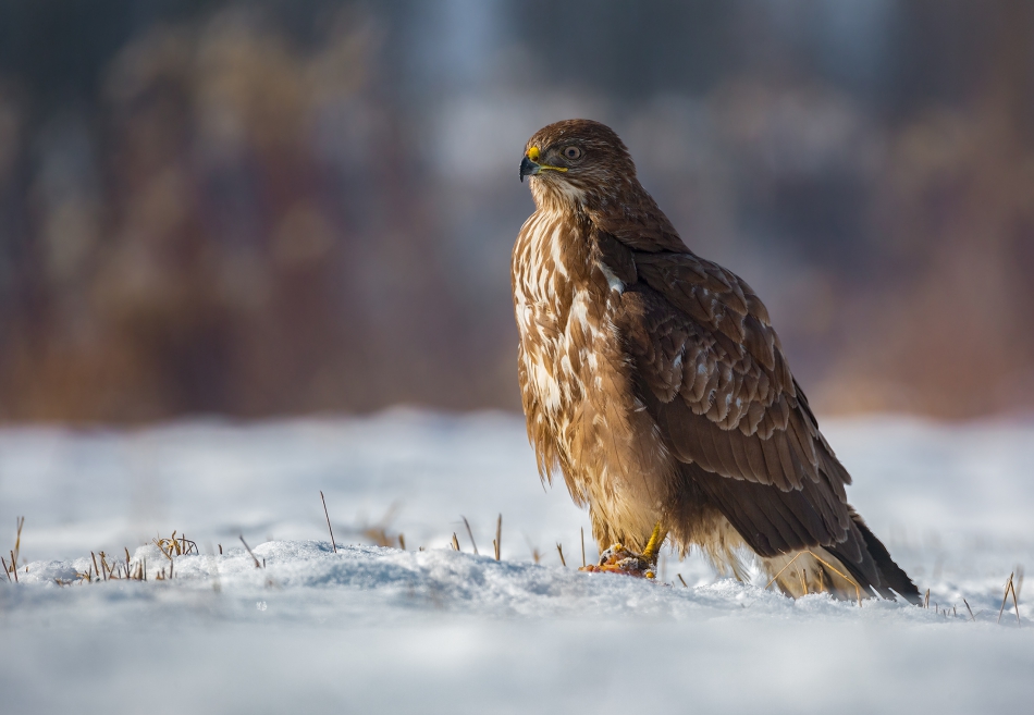 marcinmm - Myszołów zwyczajny ( Buteo buteo ). . Zdjęcie 315608