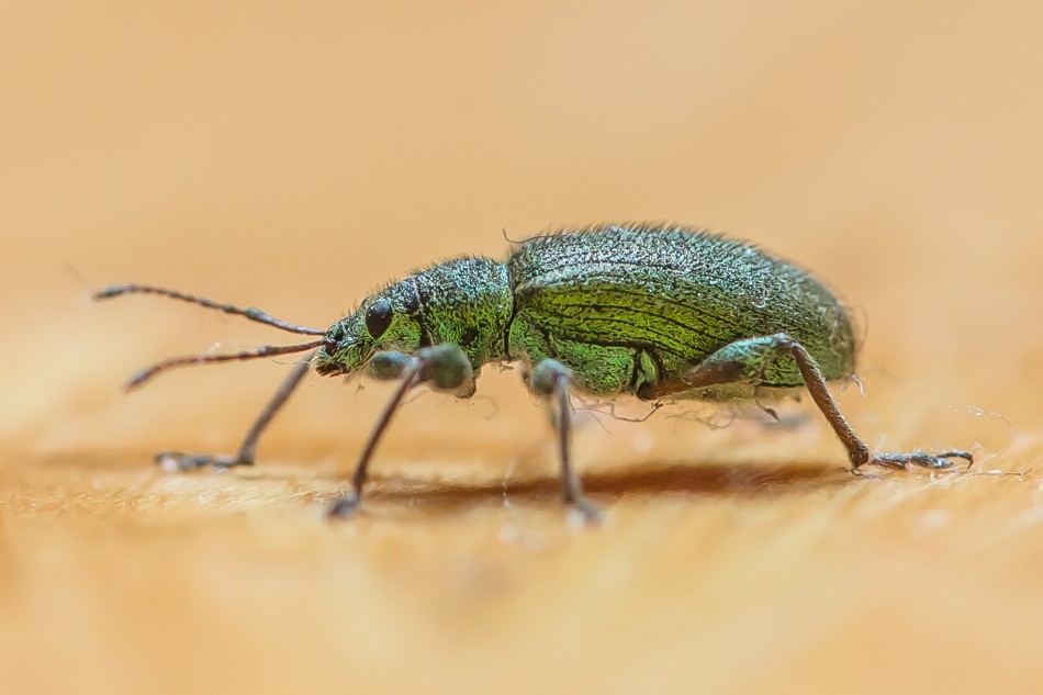 annakam - Naliściak srebrniak. . Zdjęcie 337869