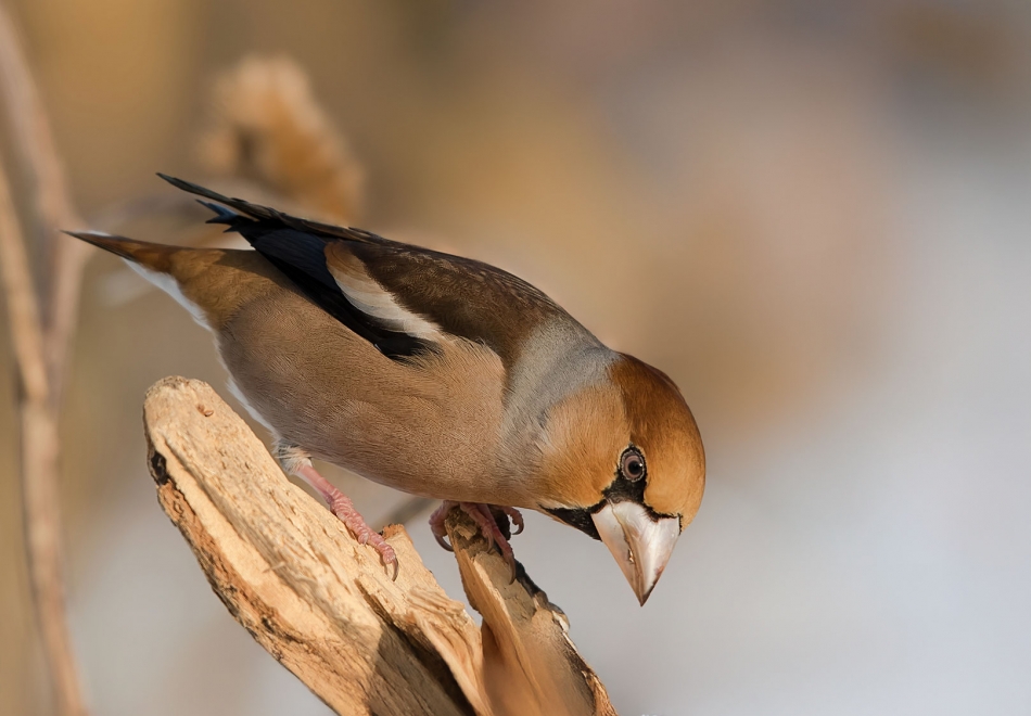 roman53 - . . Zdjęcie 329696