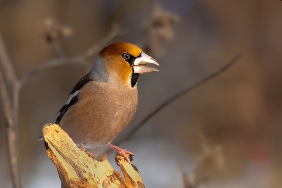 roman53 - . . Zdjęcie 328594