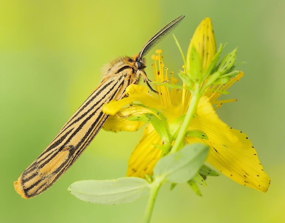 Motyl na żółtym kwiecie w makrofotografii. . Zdjęcie 339437