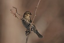 Red-winged Blackbird (A...