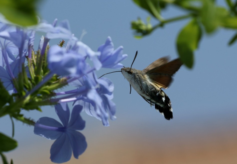 Fruczak. . Zdjęcie 337873