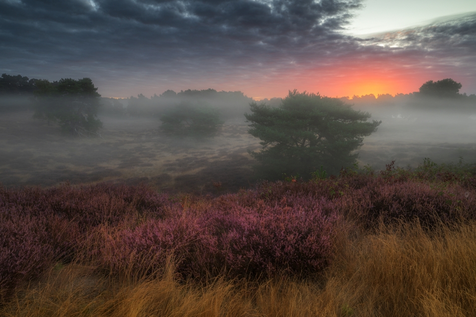 PURPLE HEATHER. . Zdjęcie 334877