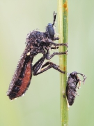 Dioctria atricapilla