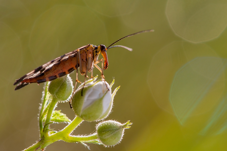 mariusz - Wojsiłka. . Zdjęcie 121186