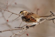 White - Throated Sparro...