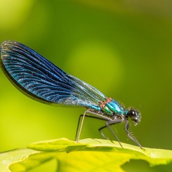 Świtezianka błyszcząca -samiec