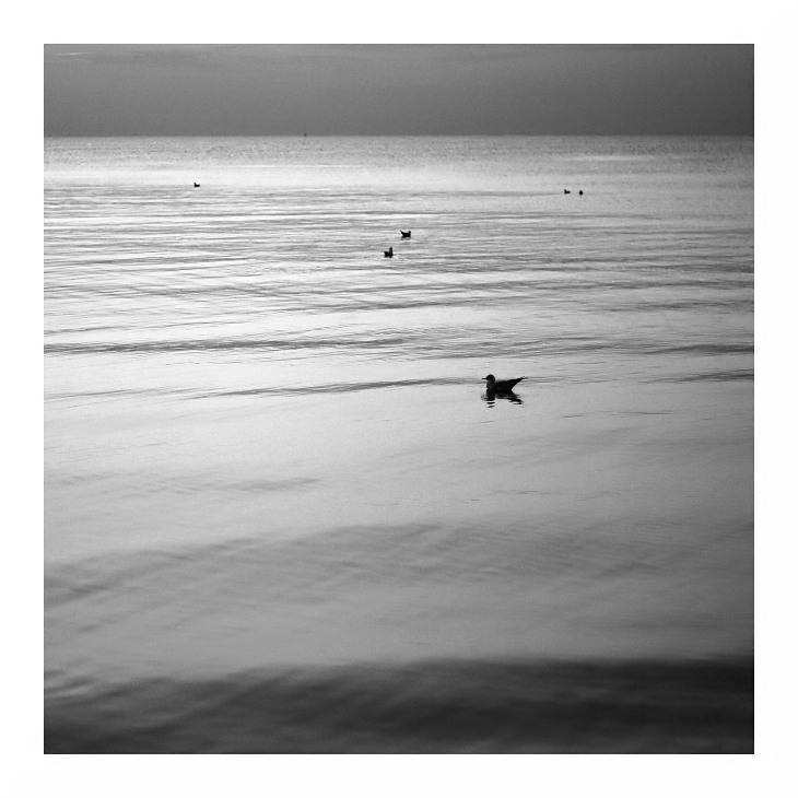fosa - . . Zdjęcie 230018