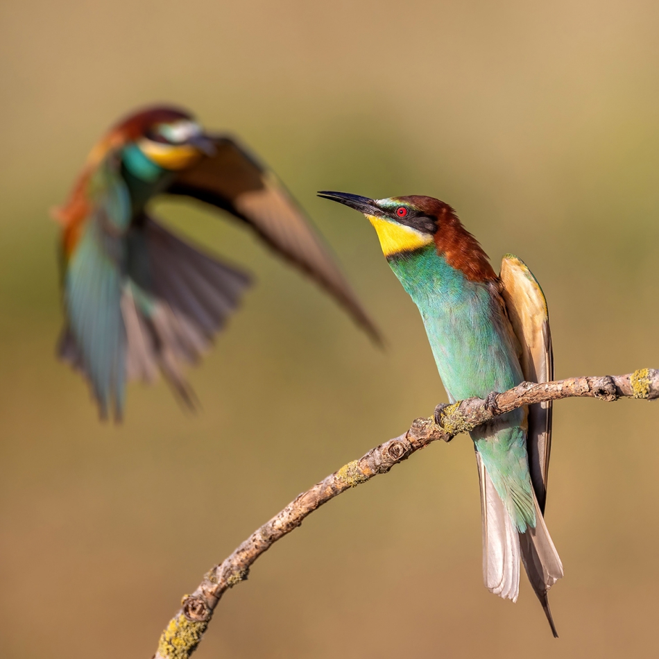 rybo_lub - Żołny. . Zdjęcie 316448