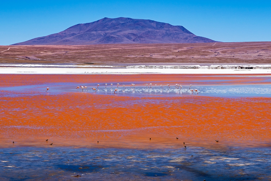 fotoel - Lguna Colorada. . Zdjęcie 261146