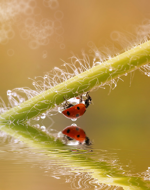 bluejeans - Pływać  dziś nie będę.. . Zdjęcie 93209