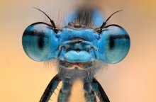 ,dragonfly.