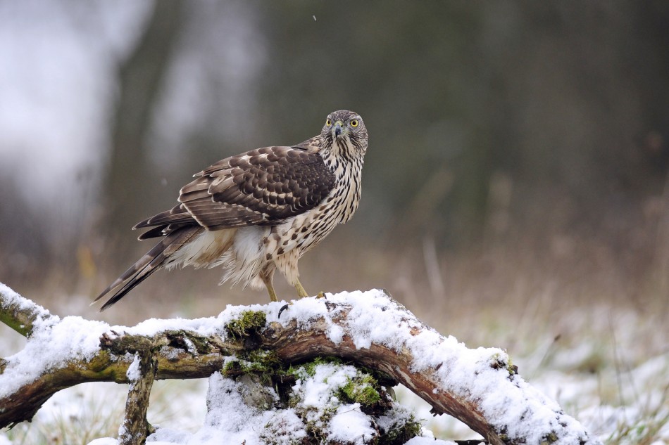 bodzio - Jastrząb . . Zdjęcie 338888