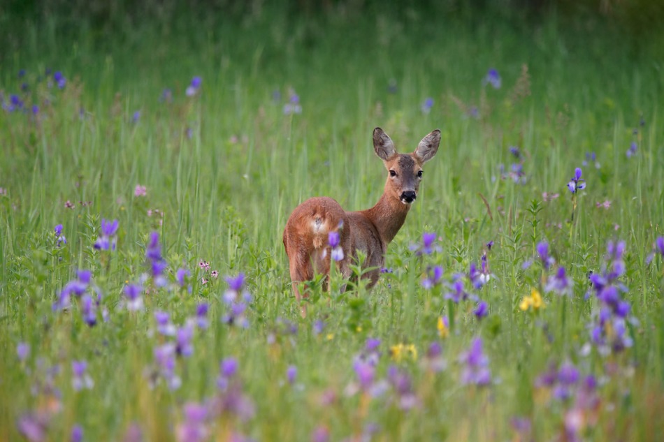 valkirja - . . Zdjęcie 290511