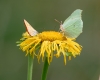 Motylki