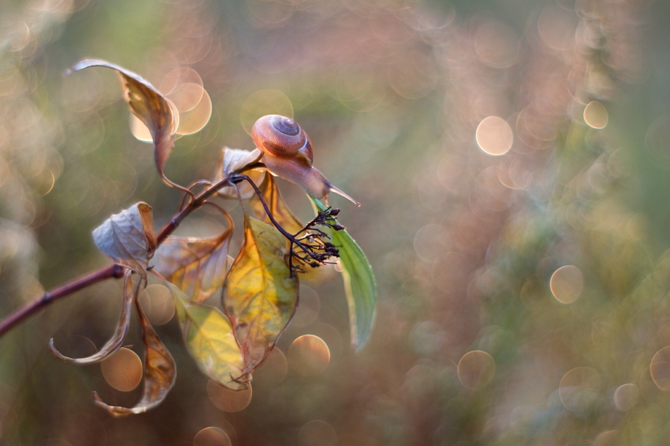 agnez - Jesienne smutki. Pentacon  Zapraszam na PE. Zdjęcie 153064