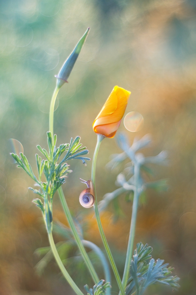 agnez - . PE. Zdjęcie 226714