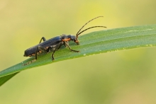 Omomiłek szary (Canthar...