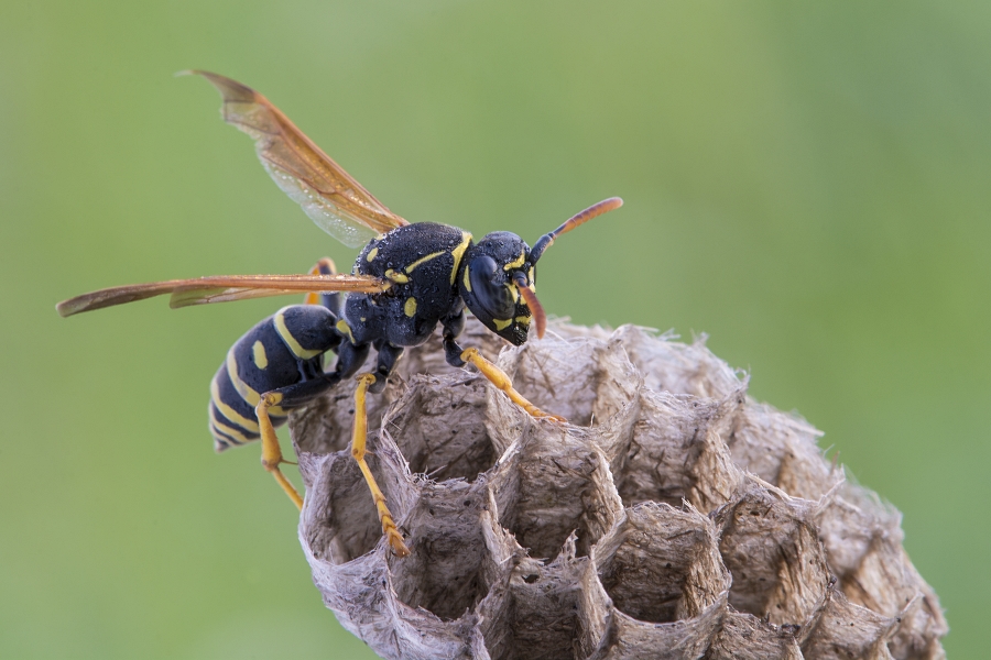 mariusz - Klecanka. . Zdjęcie 168205