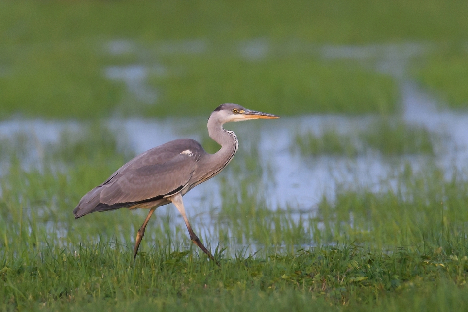 tomeq67 - Siwucha. . Zdjęcie 280618