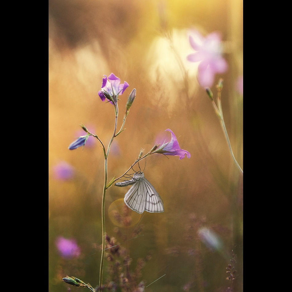 Delikatność . . Zdjęcie 337092