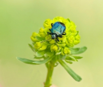 Eurydema oleracea – War...