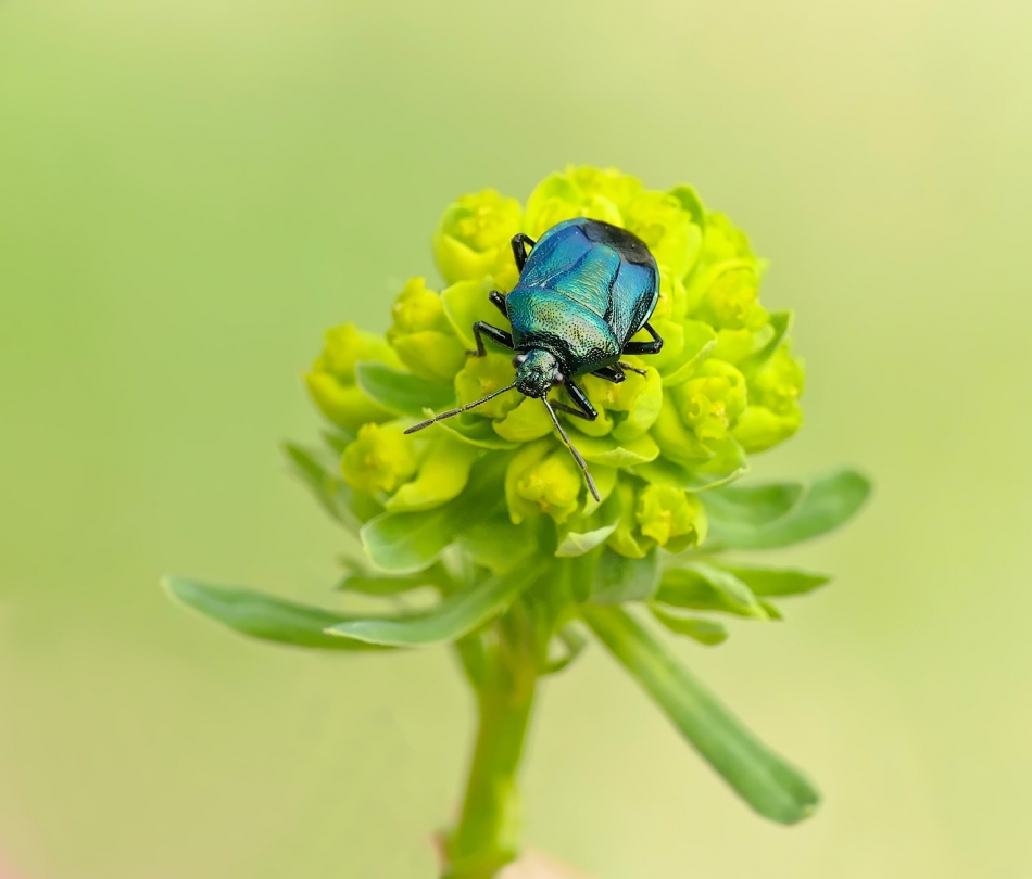 keni - Eurydema oleracea – Warzywnica kapustna. . Zdjęcie 314094