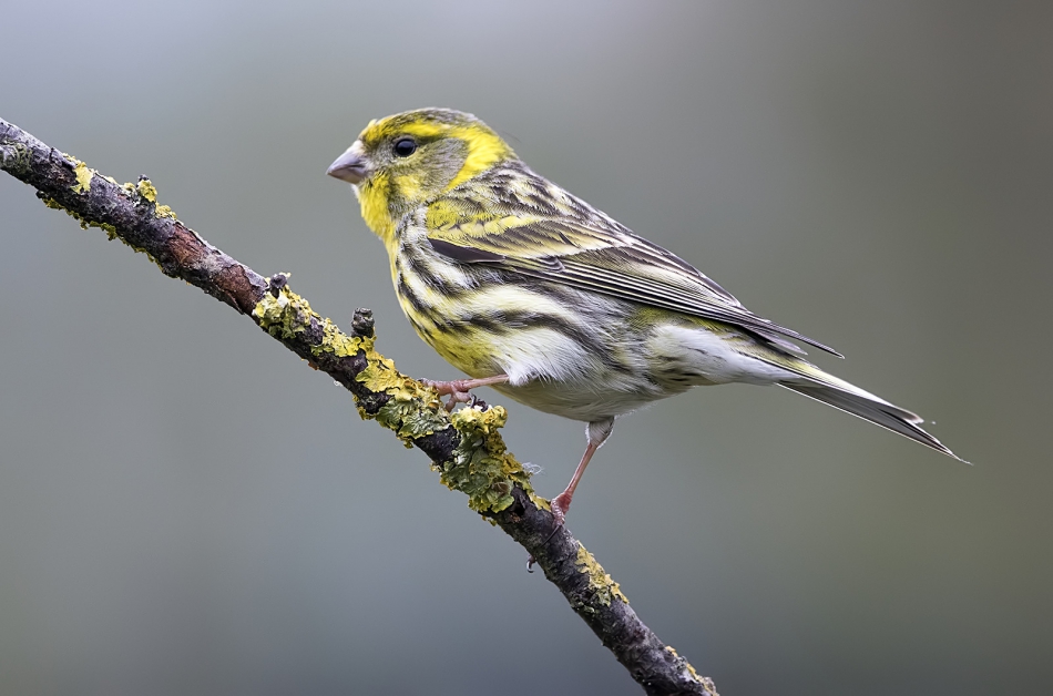 roman53 - Kulczyk. . Zdjęcie 314171