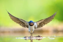 Dymówka, Barn Swallow (...