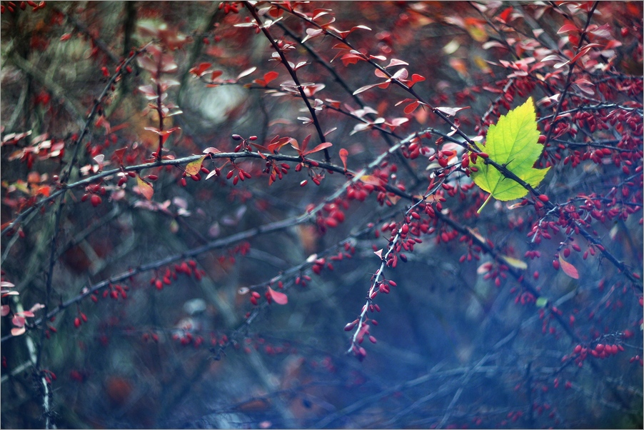 ja_majka - .... . Zdjęcie 106860