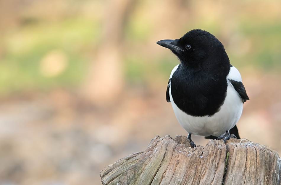 roman53 - . . Zdjęcie 296599