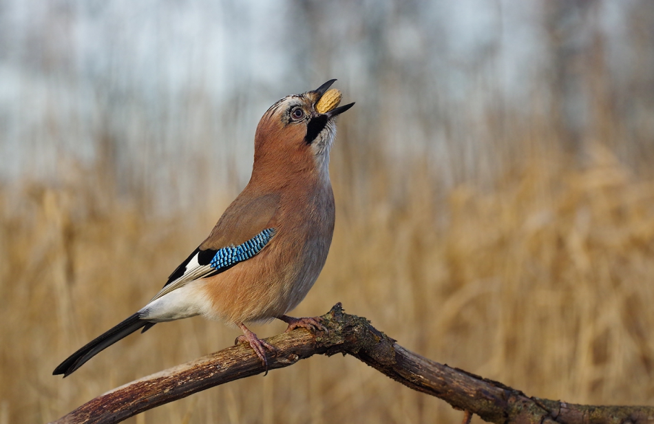 przyb - . . Zdjęcie 240709