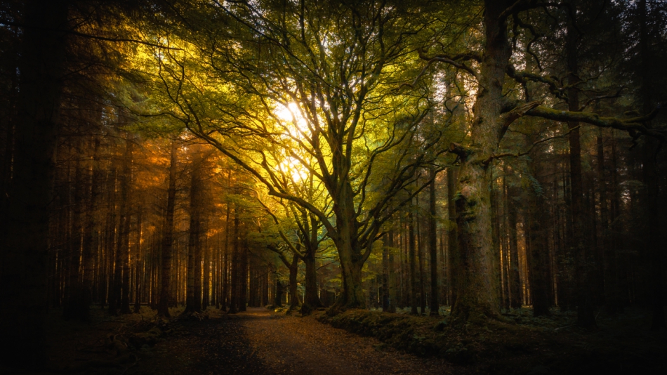 wojtekmika - beecraig forest park, scotland. . Zdjęcie 183621