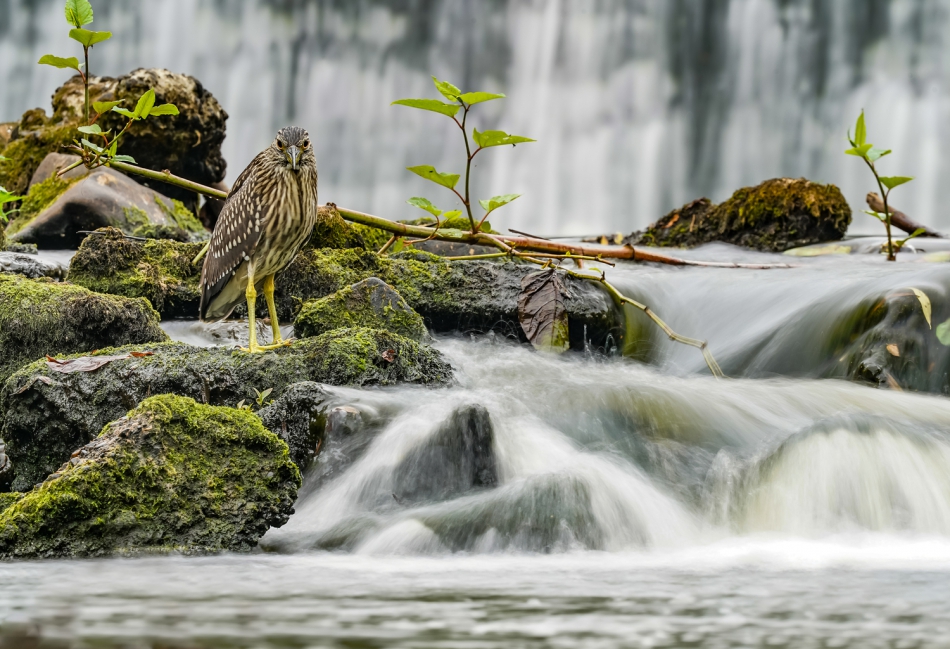 amigamedia - Obserwując obserwującego-Bezruch w ruchu.. Ślepowron (Nycticorax nycticorax)  https://www.youtube.com/watch?v=T0qf1xc_I0c&ab_channel=GrzegorzMatla. Zdjęcie 300547