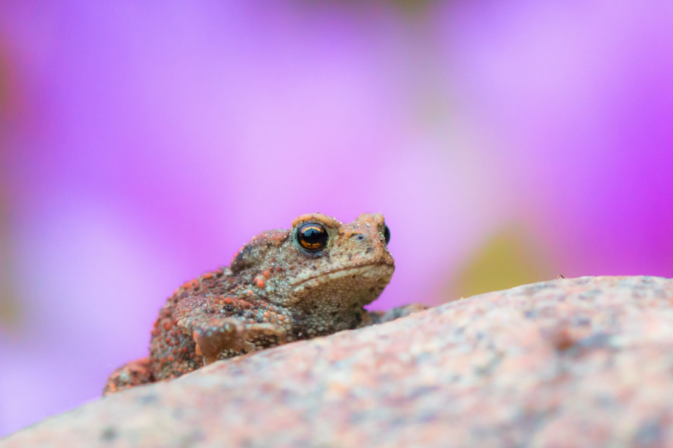 różowy świat . . Zdjęcie 204386